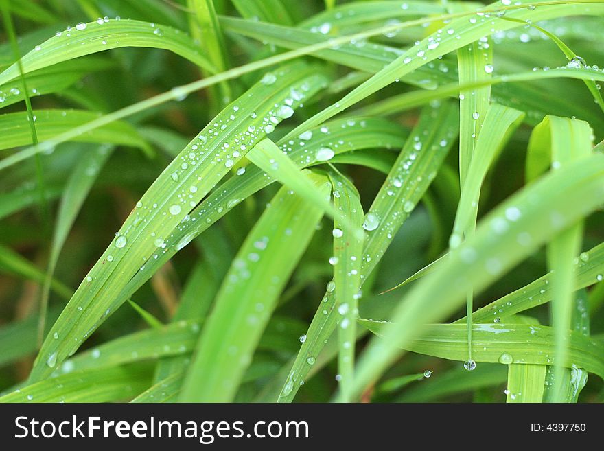 The morning green grass with drops in close up