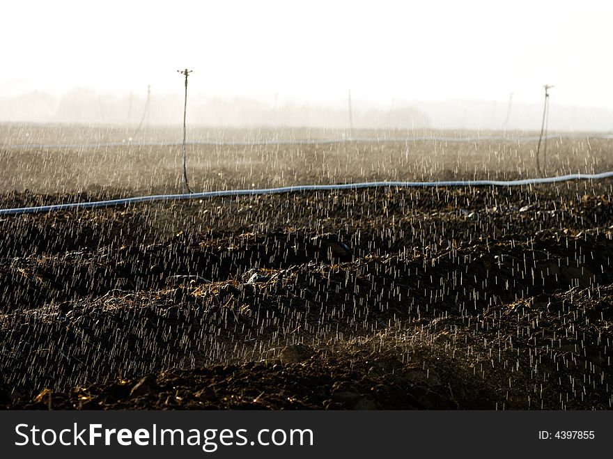 Sprinklers are irrigating a vegetable field. Sprinklers are irrigating a vegetable field