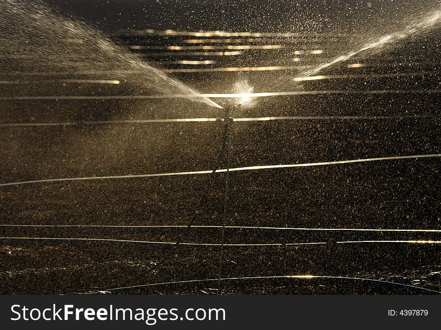 Sprinklers are irrigating a vegetable field. Sprinklers are irrigating a vegetable field