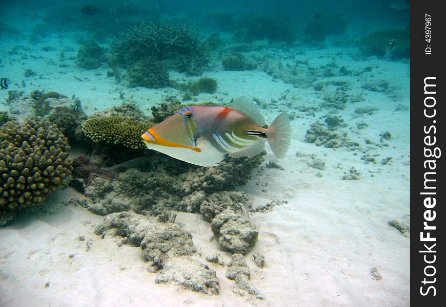 A nice Blackbar Triggerfish from maldivian coral reef. italian name: Balestra Picasso scientific name: Rinecanthus Aculeatus english name: Blackbar Triggerfish