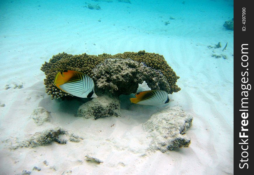 A couple of Threadfin butterflyfish