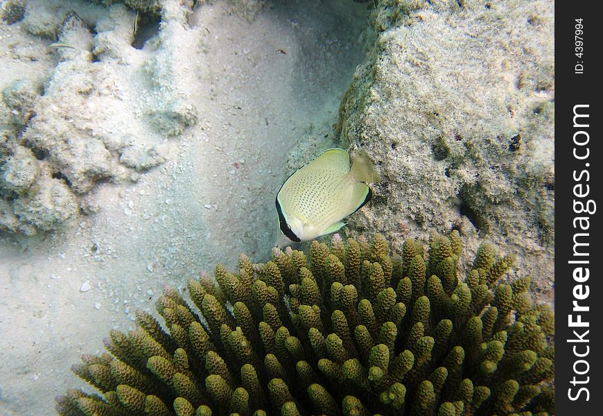 A nice Speckled Butterflyfish from indo-pacific ocean (Maldives).
italian name: Farfalla Limone
scientific name: Chaetodon Citrinellus
english name: Speckled Butterflyfish