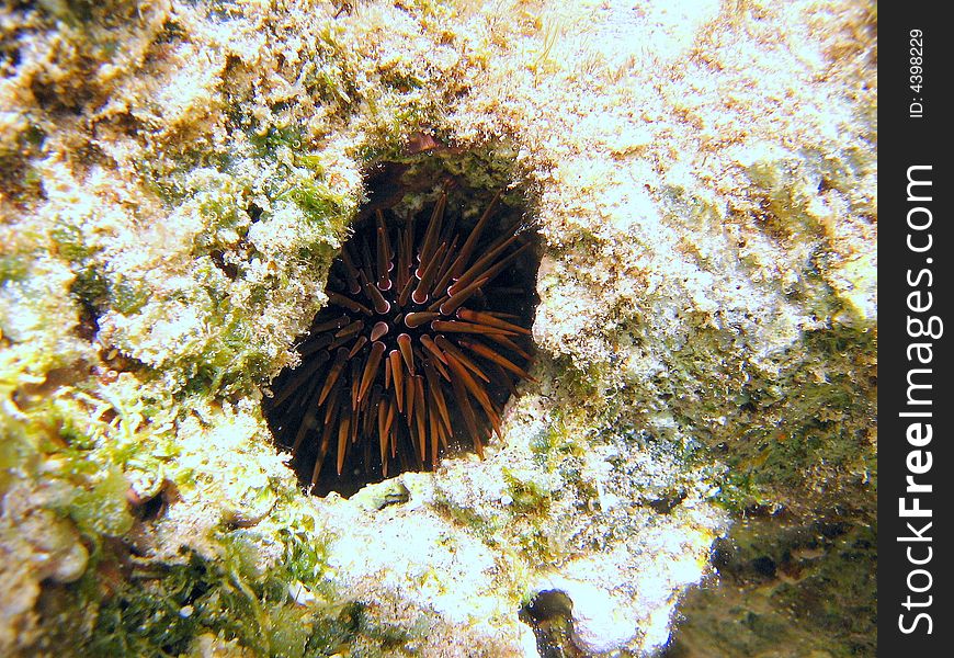 A little rock boring urchin hidden in the coral reef.
italian name: Riccio di mare
scientific name: Echinometra mathaei
english name: Rock boring urchin