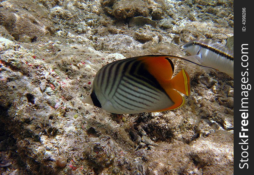 A coloured threadfin butterflyfish from maldives
italian name: Pesce farfalla filamentoso
scientific name: Chaetodon Auriga
english name: Threadfin butterflyfish