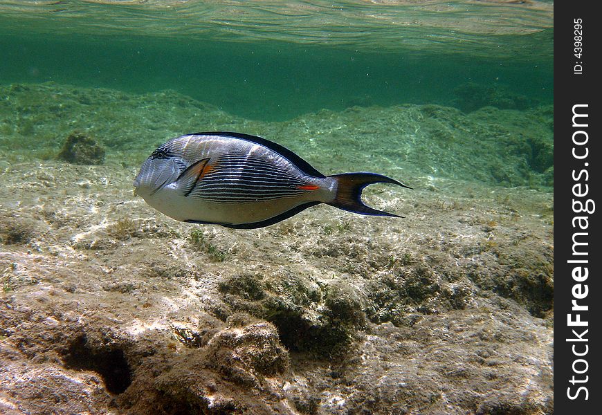 A sohal tang fish from red sea coral reef. italian name: Chirurgo Sohal scientific name: Acanthurus Sohal english name: Sohal Tang