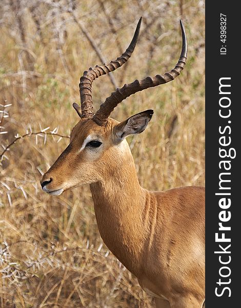 Impala Ram In Bushveld