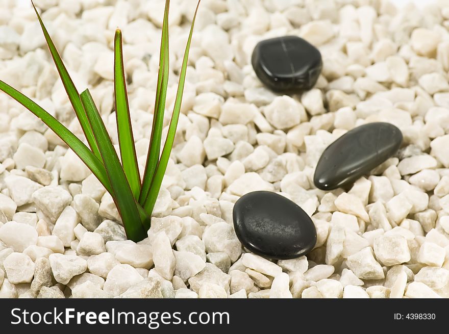 Black stepping stones on bright pebbles with green leaves