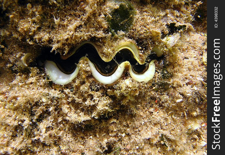 A tridacna living in red sea coral reef italian name: Tridacna scientific name: tridacna english name: