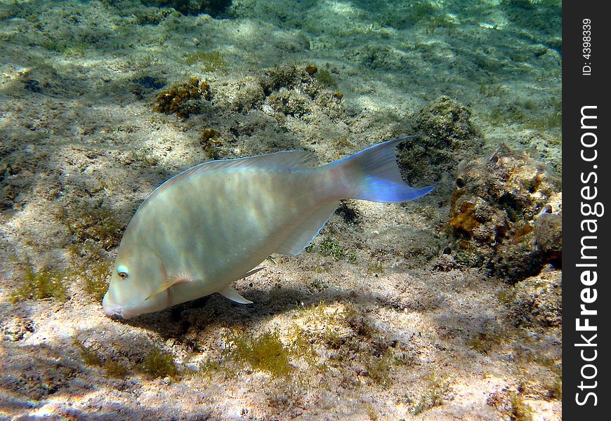 I think this is a parrotfish, but I'm not sure and I don't know his family.
italian name: pesce pappagallo
scientific name: Scarus 
english name: Parrotfish. I think this is a parrotfish, but I'm not sure and I don't know his family.
italian name: pesce pappagallo
scientific name: Scarus 
english name: Parrotfish