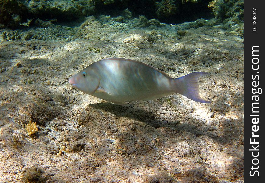 Maybe it's a parrotfish. This picture was taken in red sea.
italian name: pesce pappagallo
scientific name: Scarus 
english name: Parrotfish. Maybe it's a parrotfish. This picture was taken in red sea.
italian name: pesce pappagallo
scientific name: Scarus 
english name: Parrotfish