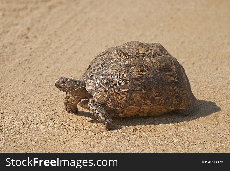 A Leopard tortoise, Geocelone pardalis, walking along a gravel road.