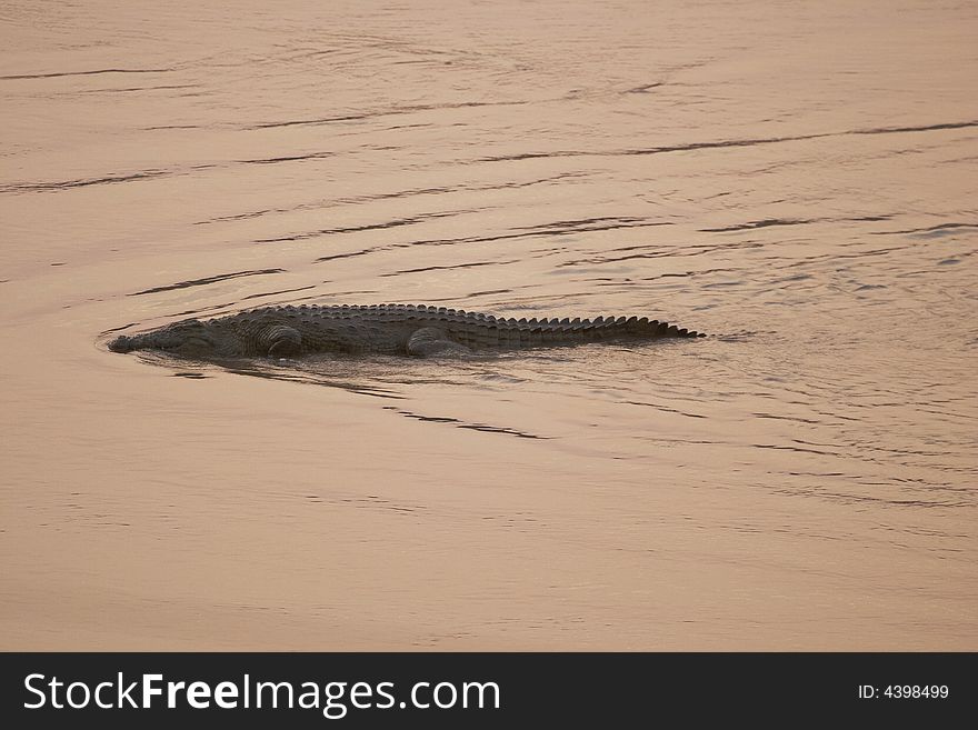 Crocodile swimming at sunset