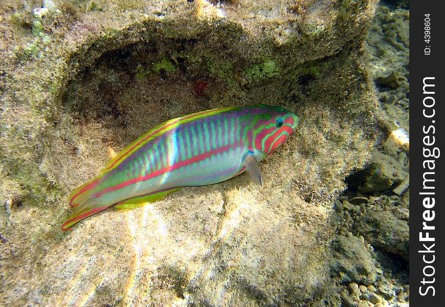 Female Moon wrasse