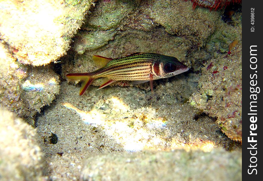 A little Sammara Squirrelfish from maldivian coral reef
italian name: Scoiattolo Sammara
scientific name: Neoniphon Sammara
english name: Sammara Squirrelfish