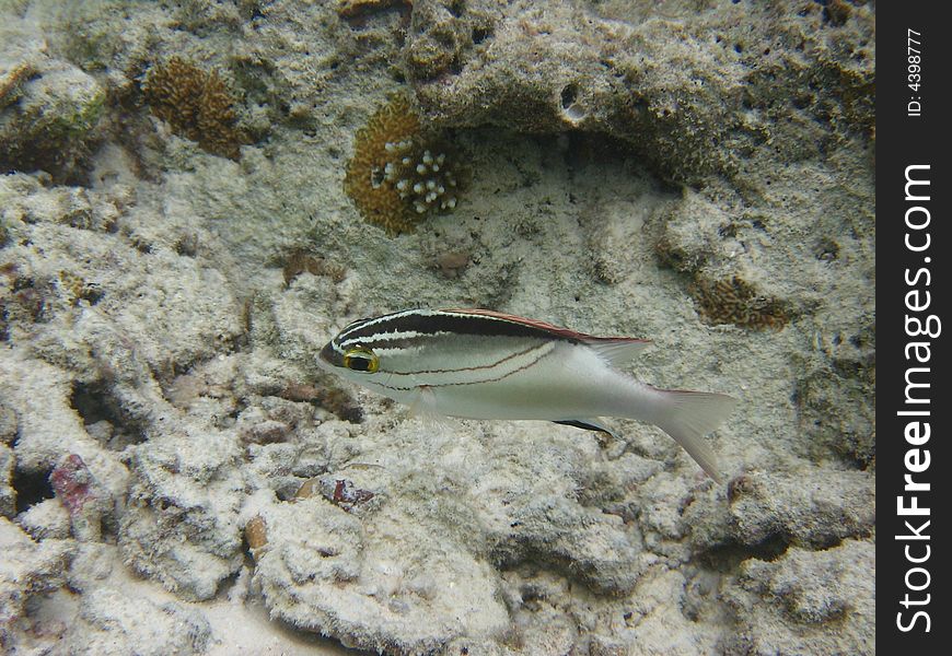 This is one of my favourite maldivian fish
italian name: azzannatore bilineato
scientific name: Scolopsis Bilineata
english name: Two-Lined Monocle Bream