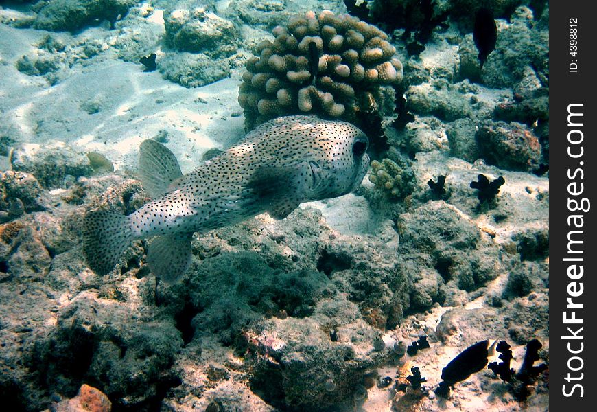 A little timid porcupinefish from maldivian coral reef
italian name: Pesce Istrice
scientific name: Diodon Hystrix
english name: Common porcupinefish