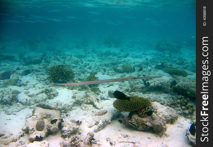 A long Cornetfish from maldivian coral reef
italian name: Pesce Flauto
scientific name: Fistularia Commersonii
english name: Cornetfish