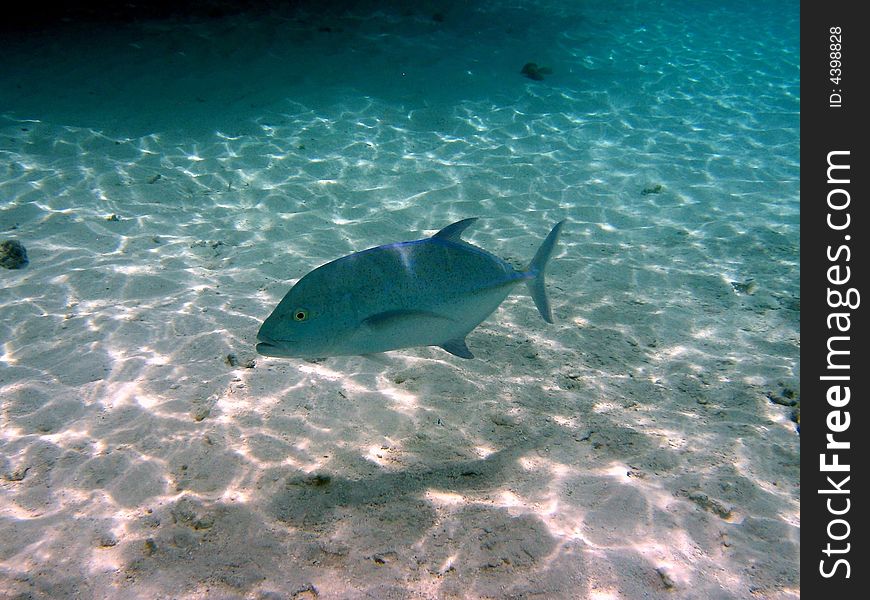 A big Bluefin trevally from maldivian coral reef
italian name: Carango a pinne blu
scientific name: Caranx Melampygus
english name: Bluefin trevally. A big Bluefin trevally from maldivian coral reef
italian name: Carango a pinne blu
scientific name: Caranx Melampygus
english name: Bluefin trevally