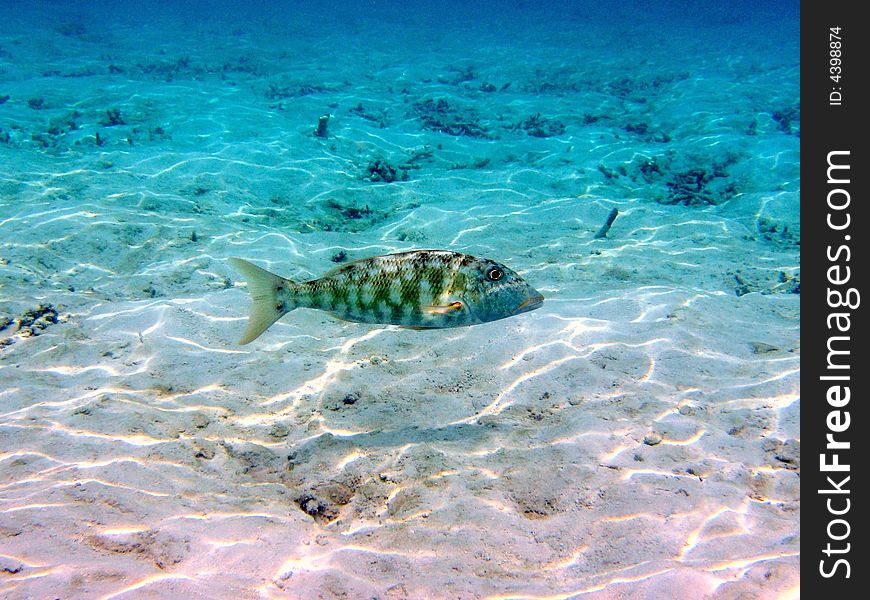 This is a yellowlip emperor in maldives.
italian name: Imperatore labbra gialle
scientific name: Lethrinus Xanthochilus
english name: Yellowlip Emperor