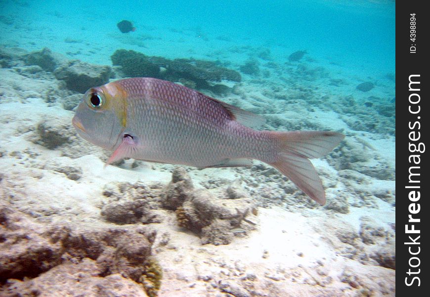 Here a humpnose big-eye bream from maldivian coral reef.
italian name: Imperatore occhio grosso
scientific name: Monotaxis Grandoculis
english name: Humpnose Big-Eye Bream