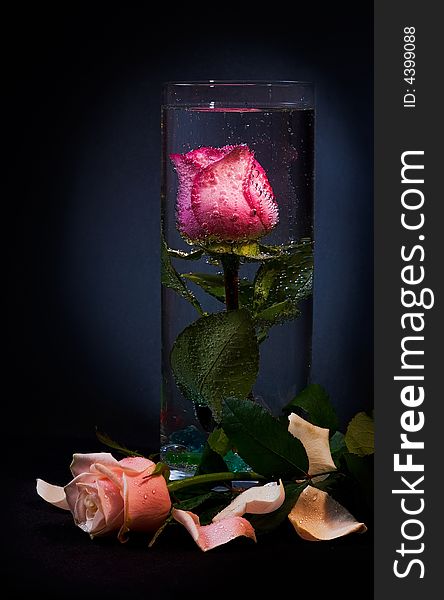 Rose submerged in water and covered with air bubbles. Rose submerged in water and covered with air bubbles.