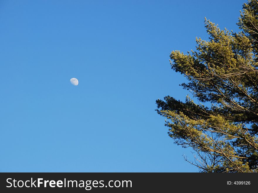 Moon shining in blue sky with white pine. Moon shining in blue sky with white pine