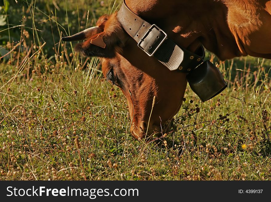 Portrait of a cow eating gruss. Portrait of a cow eating gruss