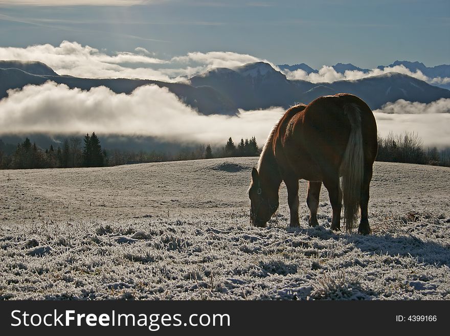 Horses in snow