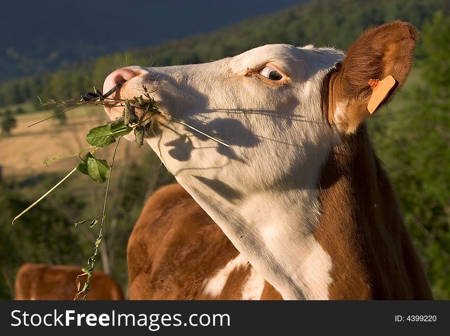 Portrait of a cow eating gruss. Portrait of a cow eating gruss