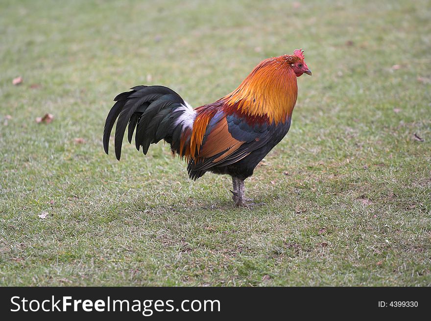 A cockerel on a farm