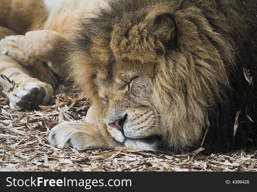 A lion sleeping with its pride