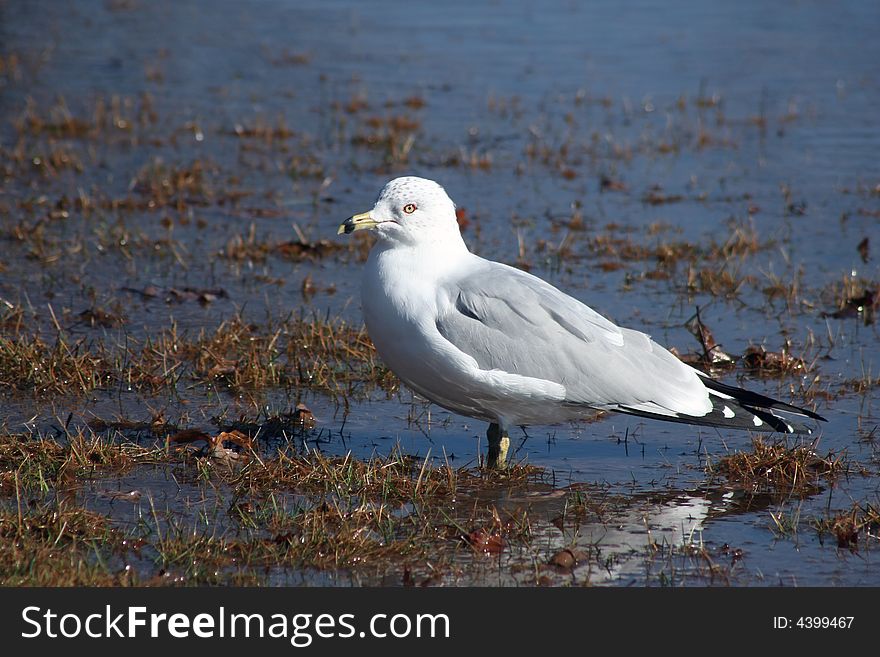 A Seagull standing on a rivers edge