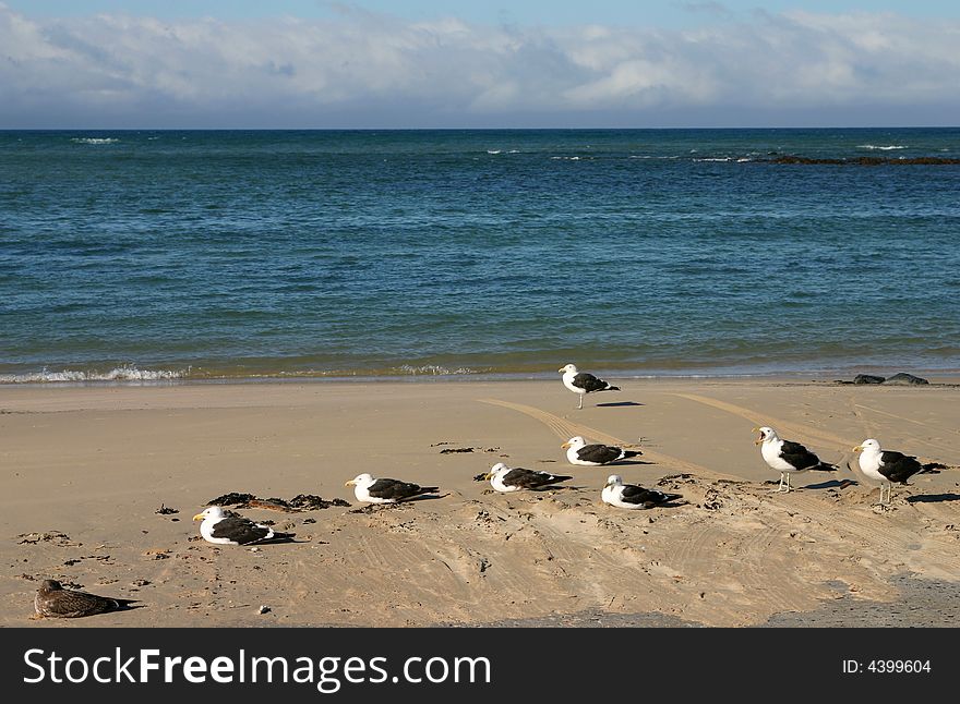 A few seagulls lying on the beach in the sun