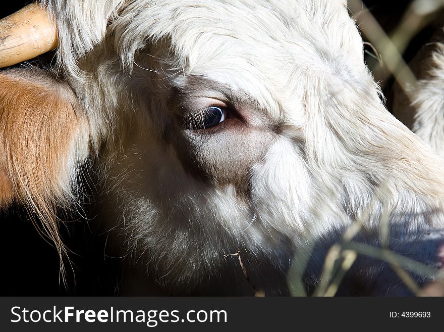 Single cow head macro close up eating