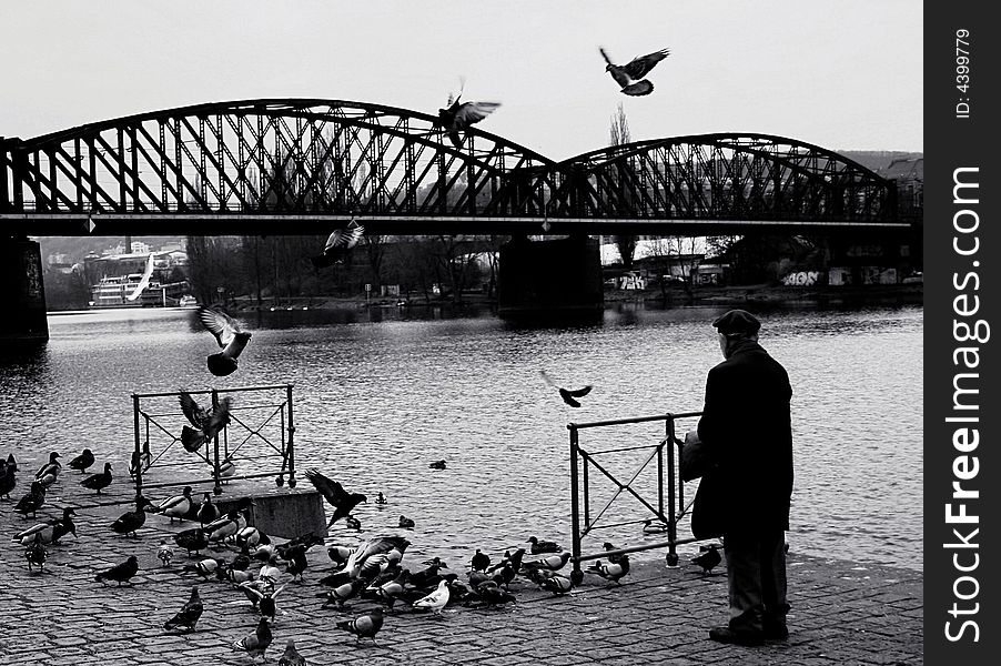 Old man by riverside Vltava is feeding pigeons