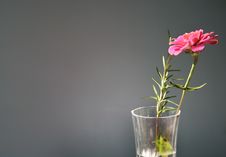 Zinnia Stock Images Zinnia Stock Images