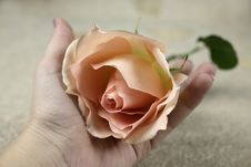 A Rose And A Hand Stock Photography A Rose And A Hand Stock Photography