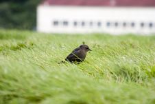 Bird In The Grass Royalty Free Stock Photo Bird In The Grass Royalty Free Stock Photo