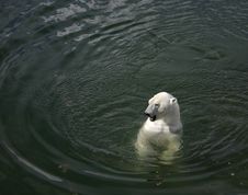 Polarbear On Water Royalty Free Stock Photography