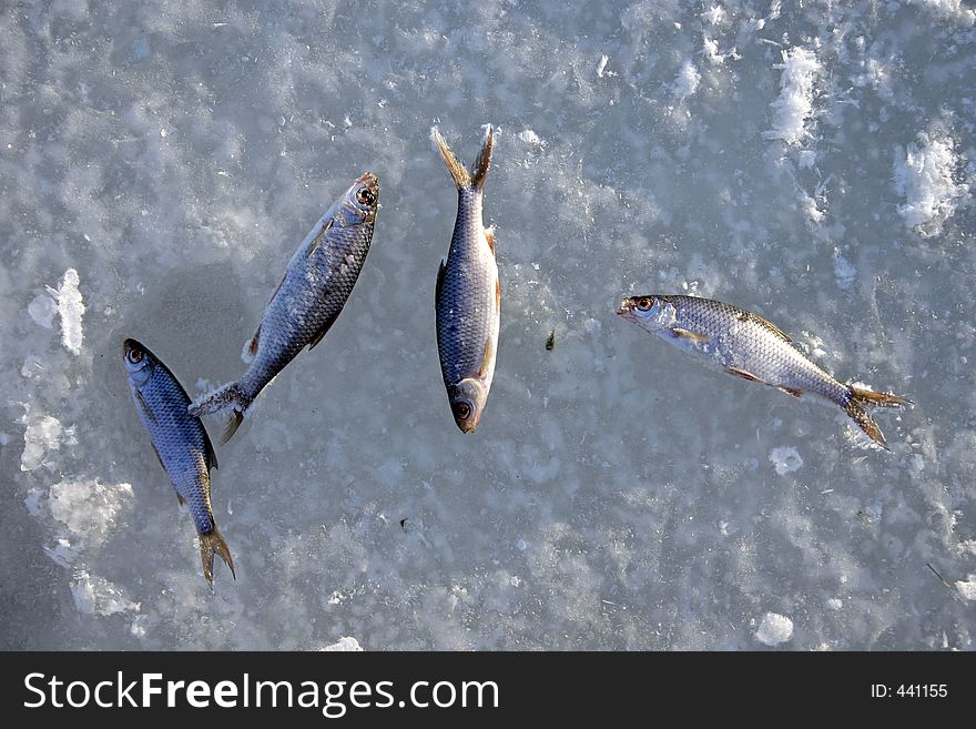 Frozen, cold fish. (Finland). Frozen, cold fish. (Finland)