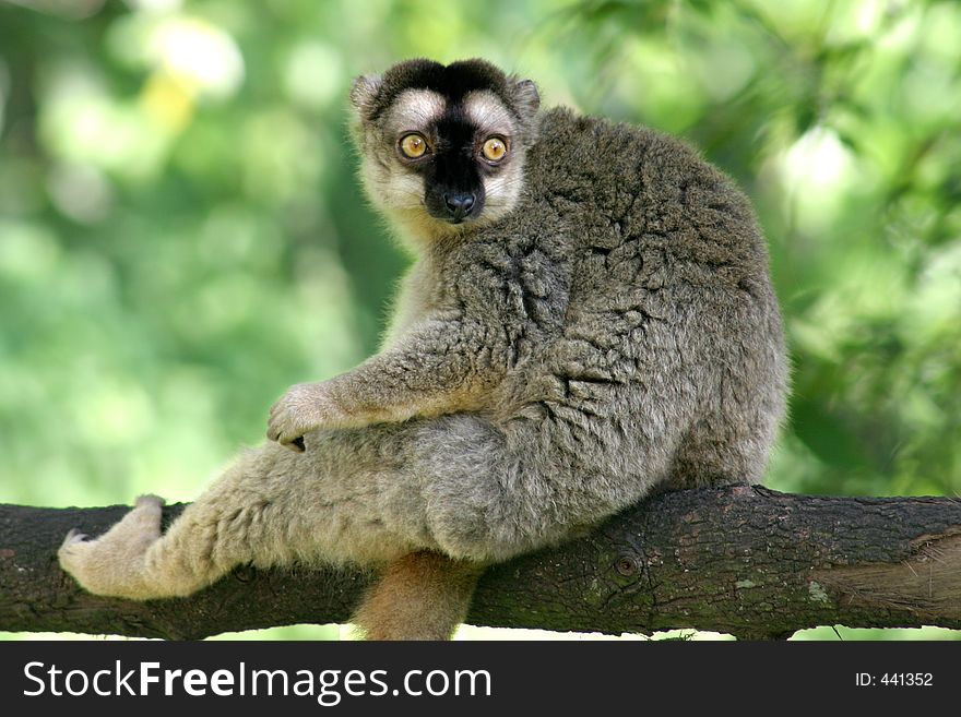 A Lemur sitting on a tree branch at the Taiping Zoo and night Safari