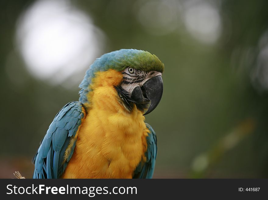 Blue and gold Macaw