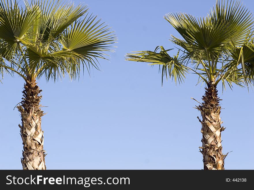 Two palm trees with writing sapce on sky background. Two palm trees with writing sapce on sky background