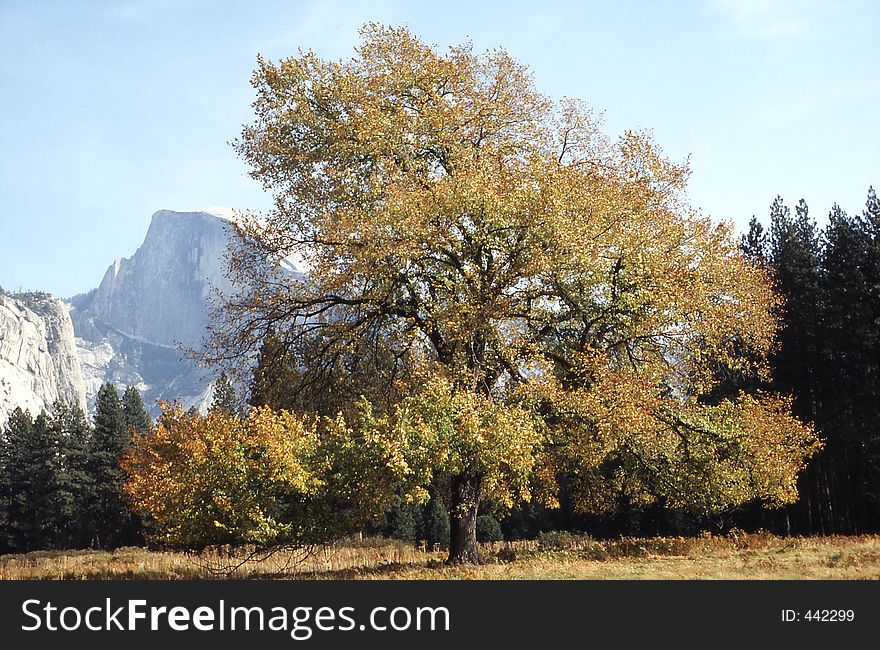 Beautiful fall colored oak in Yosemite Valley. Beautiful fall colored oak in Yosemite Valley
