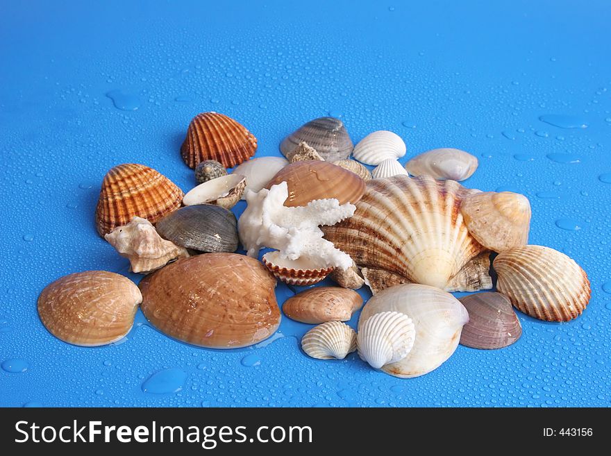 Shells on blue background