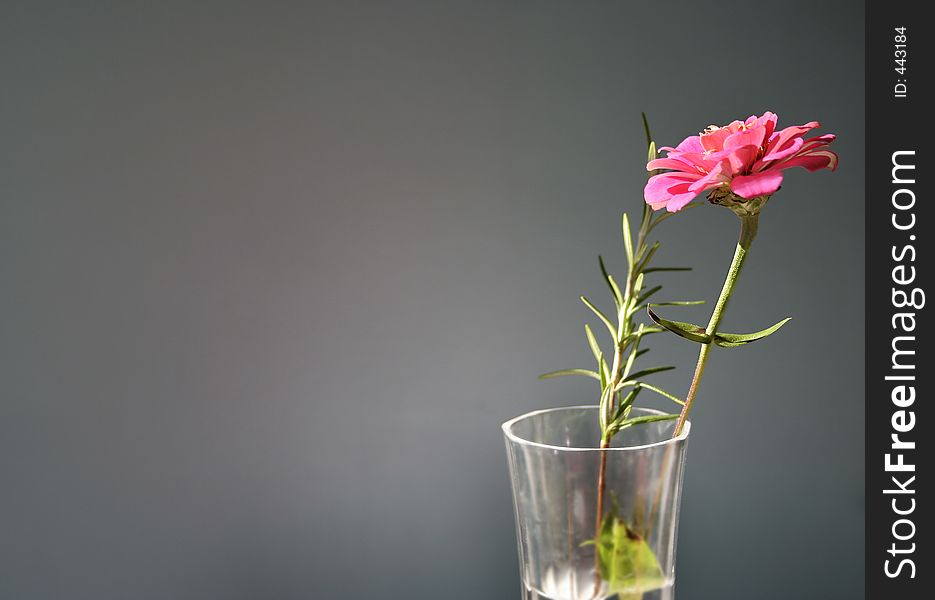 Pink zinnia in vase in sunlight - room for copy