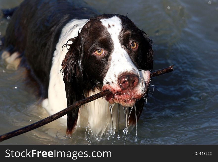 Dog with a stick in water. Dog with a stick in water