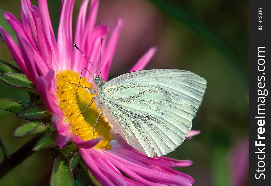 Butterfly Pieris brassicae.