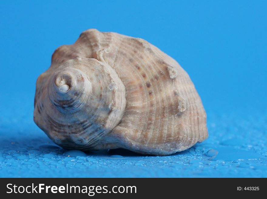Shell on blue background