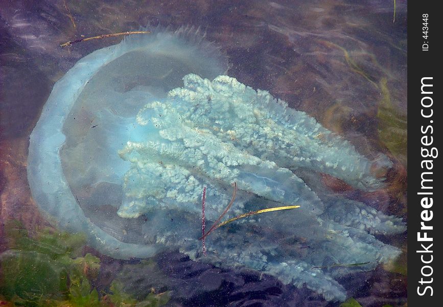 Blue bottle jelly fish